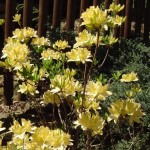 Azalea mollis gelb (kaum erhältliche alte Züchtung - von Knap-Hill-Azaleen abgelöst)