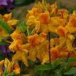 Knap-Hill-Azalee Goldpracht