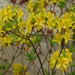 luteum - Wildart (strauchförmiger Wuchs, Blüten intensiv duftend)