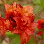 mixtum Feuerköpfchen (Blüten duftend)