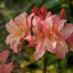 mixtum Rosenköpfchen (Blüten duftend)