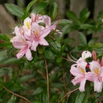 viscosum Juniduft (Blüten stark duftend)