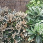 Neuaustrieb pach. Silbervelours (links) und Yaku. Ballkönigin(rechts)