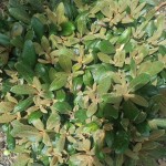 Neuaustrieb Yakushimanum Debbie Dane