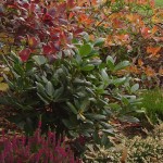 Herbststimmung mit Rhododendren und Erica-Sorten (Besenheide)