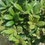 Neuaustrieb Yakushimanum Lampion