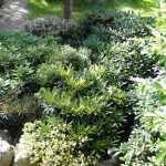 Vielfalt der Formen im Rhododendronbeet wenige Wochen nach der Blüte