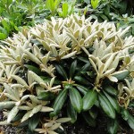 Neuaustrieb Yakushimanum Koichiro Wada