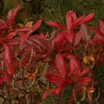 azalea mollis im Herbstkleid