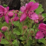 camtschaticum (außerhalb der Blühzeit unscheinbare Wildart, relativ große Blüten)