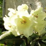 wardii Linsweger Gold (locker aufrechter Wuchs, fast identisch mit Wildart wardii, geschützter Standort)