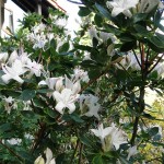 arborescens (spätblühende sommergrüne Wildart)