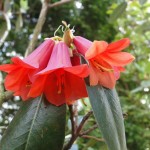 cinnabarinum (langsam und locker wachsende Wildart, in der Kultur anspruchsvoll)