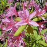 prinophyllum (stark duftende Wildart)