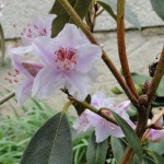 rubiginosum (früh blühende Wildart)