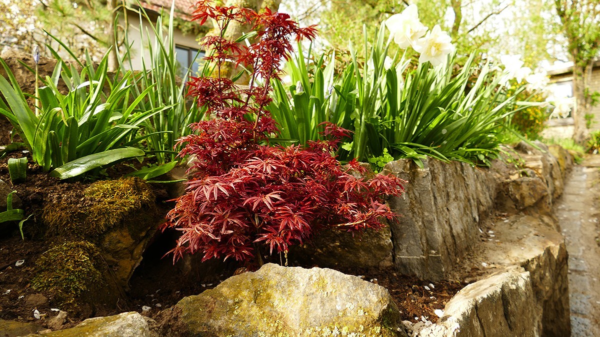 Rhododendronstrauss - Rhododendron und Azaleen - Rispenhortensien und  weitere Begleitpflanzen