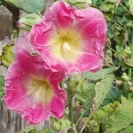 Stockrosen (Malven) bilden nur ein kleines Wurzelsystem