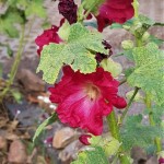 Stockrosen (Malven) blühen erst im 2. Jahr