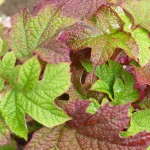 Eichnblättrige Rispenhortensie, sonniger Standort (bis 2 m Höhe, kugeliger Wuchs)