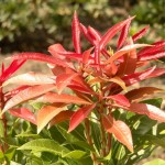 Pieris japonica Red Mill (langsam wachsend, roter Neuaustrieb, Ansprüche wie Rhododendron)