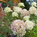 Hydrangea Little Lime (aufrecht wachsend, klein bleibend)