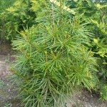 japanische Schirmtanne (sehr langsam wachsend)