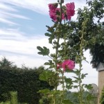 Einige Stockrosen (Malven) erreichen eine Höhe von fast 2,50 m