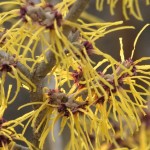 Hamamelis (Zaubernuss) Barmstedts Gold (Blüte Januar-Februar)