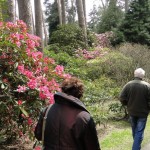 Rhododendronpark Westerstede/Linswege 2010