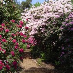 Rhododendronpark Westerstede/Linswege 2006