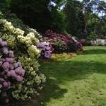 Rhododendronpark Westerstede/Linswege 2006